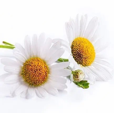 Namashea shea boter Kamille, sfeervolle foto met kamillebloemen op een witte ondergrond.