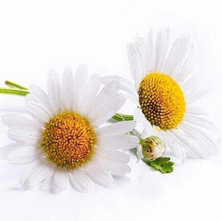 Two white daisies with yellow centers, symbolizing natural beauty and skincare benefits.
