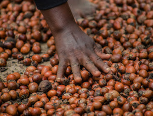 vrouwenhand in ghana in shea noten